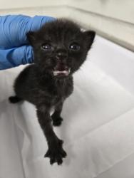 Shelter Stray Female Cat last seen Near hillside ave, Oakland, CA, 1101 29th Ave, Oakland, CA 94601, USA