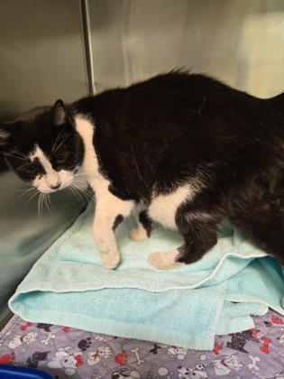 Shelter Stray Female Cat last seen Dumped on the picnic table at OAS, Oakland,, 1101 29th Ave, Oakland, CA 94601, USA