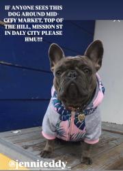 Reunited Female Dog last seen Daly City Mission street, Daly City, CA 94015