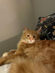 Lost Female Cat last seen Seen at a neighbours hse, Hamilton, ON N0B 1L0