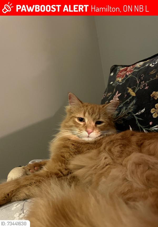 Lost Female Cat last seen Seen at a neighbours hse, Hamilton, ON N0B 1L0