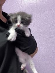 Shelter Stray Female Cat last seen Near PORPOISE Dr, CITY of El Paso, TX, 5001 Fred Wilson Ave, El Paso, TX 79906, USA