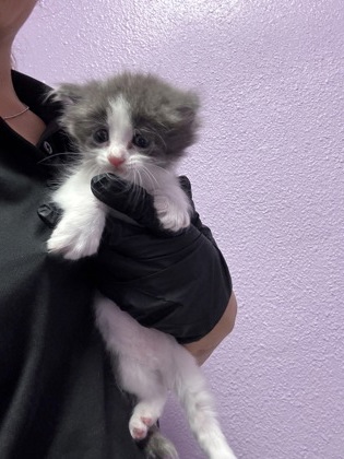 Shelter Stray Female Cat last seen Near PORPOISE Dr, CITY of El Paso, TX, 5001 Fred Wilson Ave, El Paso, TX 79906, USA
