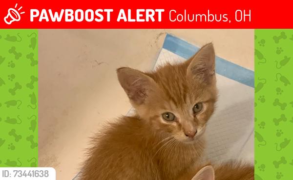 Lost Male Cat last seen Haldy Avenue and Steele Avenue, Columbus, OH 43204