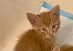 Lost Male Cat last seen Haldy Avenue and Steele Avenue, Columbus, OH 43204