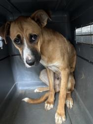 Shelter Stray Male Dog last seen S Frankwood Ave & E Erikson Ave, Sanger Zone Fresno CO 4 93657, CA, 1510 W Dan Ronquillo Dr, Fresno, CA 93706, USA