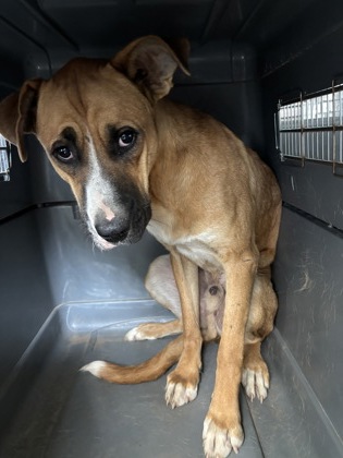Shelter Stray Male Dog last seen S Frankwood Ave & E Erikson Ave, Sanger Zone Fresno CO 4 93657, CA, 1510 W Dan Ronquillo Dr, Fresno, CA 93706, USA