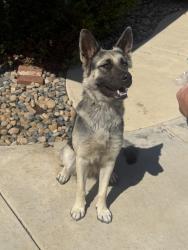 Found/Stray Female Dog last seen Near freeway /Cajon Pass SAN BERNARDINO COUNTY CA, San Bernardino, CA 92407
