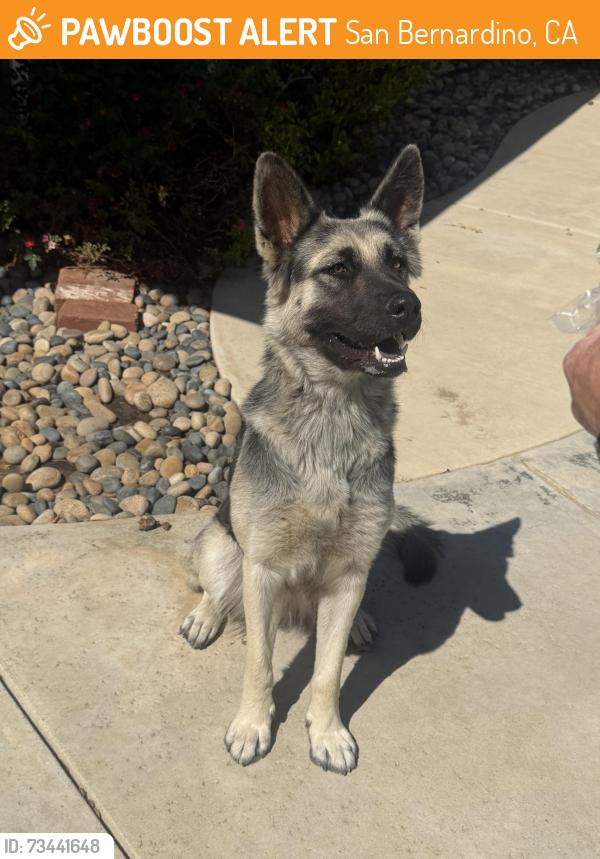 Found/Stray Female Dog last seen Near freeway /Cajon Pass SAN BERNARDINO COUNTY CA, San Bernardino, CA 92407