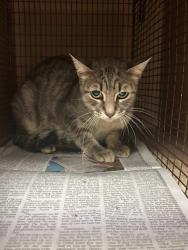 Shelter Stray Female Cat last seen AUSTIN, TX, 78744, 7201 Levander Loop bldg a, Austin, TX 78702, USA