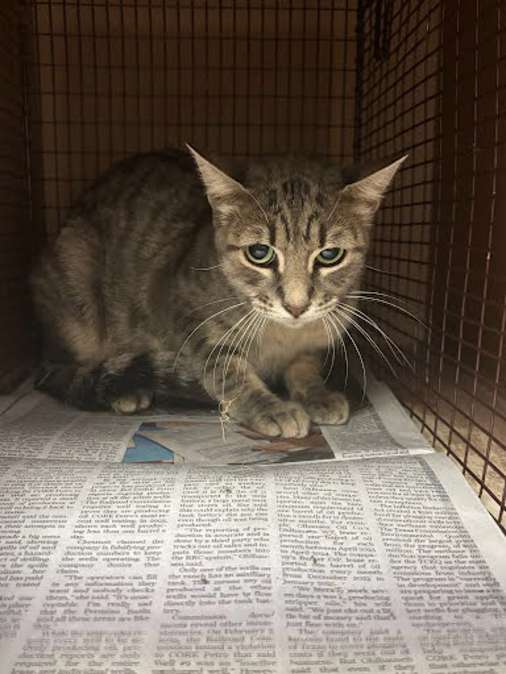 Shelter Stray Female Cat last seen AUSTIN, TX, 78744, 7201 Levander Loop bldg a, Austin, TX 78702, USA