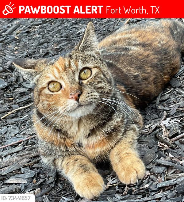 Lost Female Cat last seen Coral creek dr, Fort Worth, TX 76135