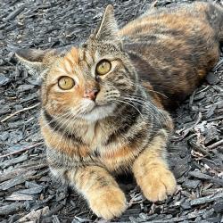 Lost Female Cat last seen Coral creek dr, Fort Worth, TX 76135