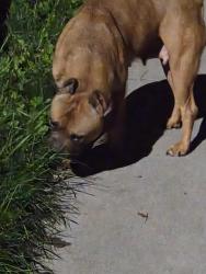Found/Stray Female Dog last seen Walking away, Detroit, MI 48224