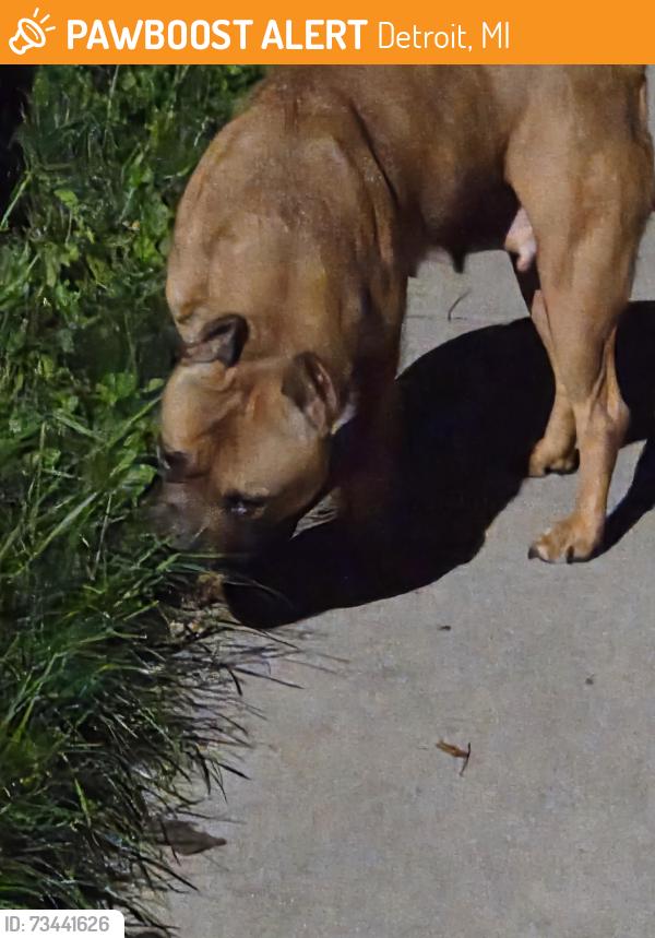 Found/Stray Female Dog last seen Walking away, Detroit, MI 48224