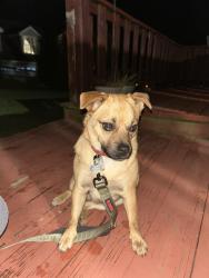 Reunited Male Dog last seen Strasburg rd, Coatesville, PA 19320