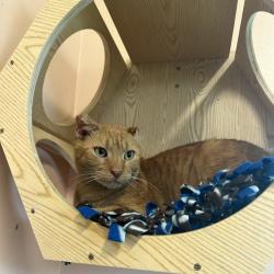 Shelter Stray Male Cat last seen , 8020 Washington St, Port Richey, FL 34668, USA