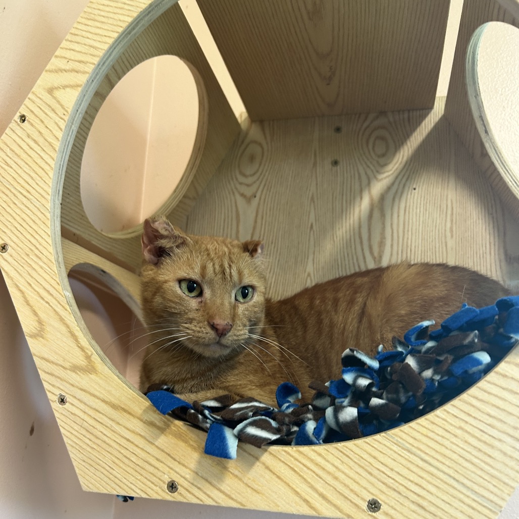 Shelter Stray Male Cat last seen , 8020 Washington St, Port Richey, FL 34668, USA