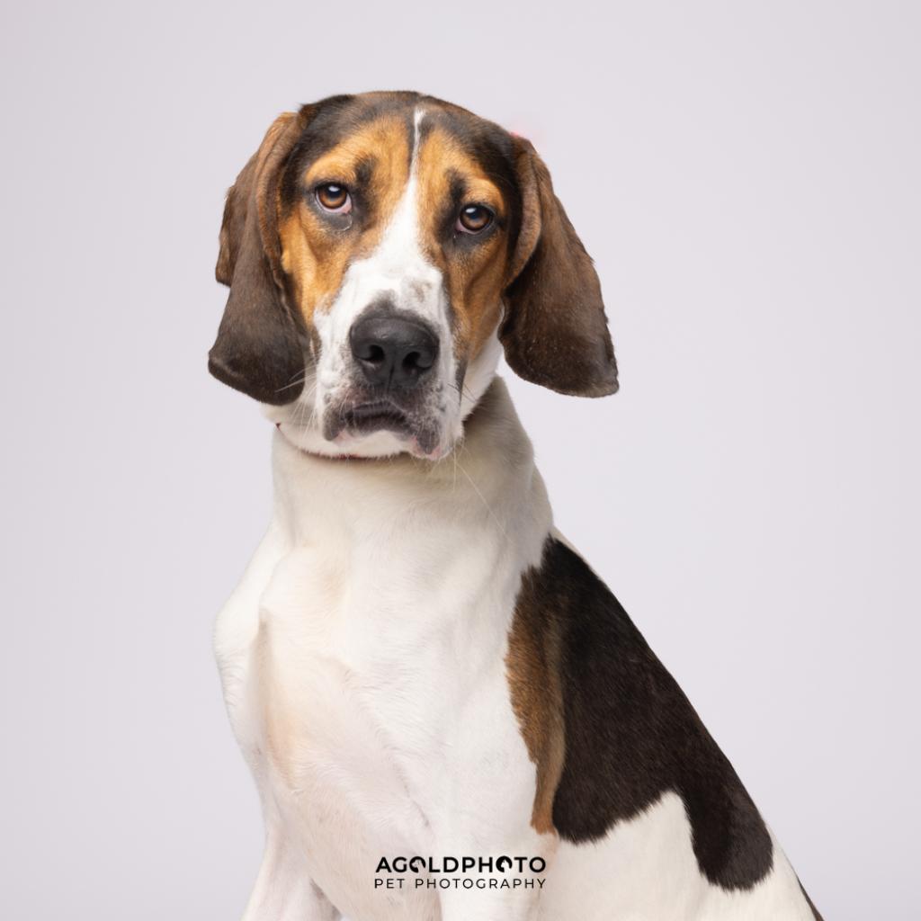 Shelter Stray Male Dog last seen , 3607 N Armenia Ave, Tampa, FL 33607, USA