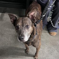 Shelter Stray Male Dog last seen , 3607 N Armenia Ave, Tampa, FL 33607, USA