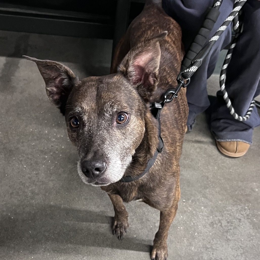 Shelter Stray Male Dog last seen , 3607 N Armenia Ave, Tampa, FL 33607, USA