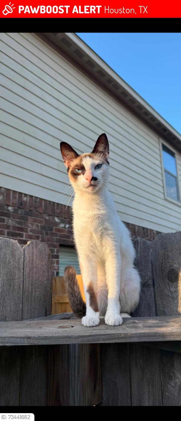 Lost Male Cat last seen Mardi gras y Turchin dr, Houston, TX 77014