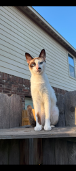 Lost Male Cat last seen Mardi gras y Turchin dr, Houston, TX 77014