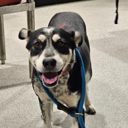 Shelter Stray Female Dog last seen , 3607 N Armenia Ave, Tampa, FL 33607, USA