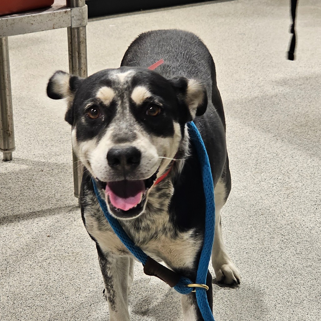 Shelter Stray Female Dog last seen , 3607 N Armenia Ave, Tampa, FL 33607, USA
