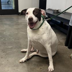 Shelter Stray Male Dog last seen , 3607 N Armenia Ave, Tampa, FL 33607, USA