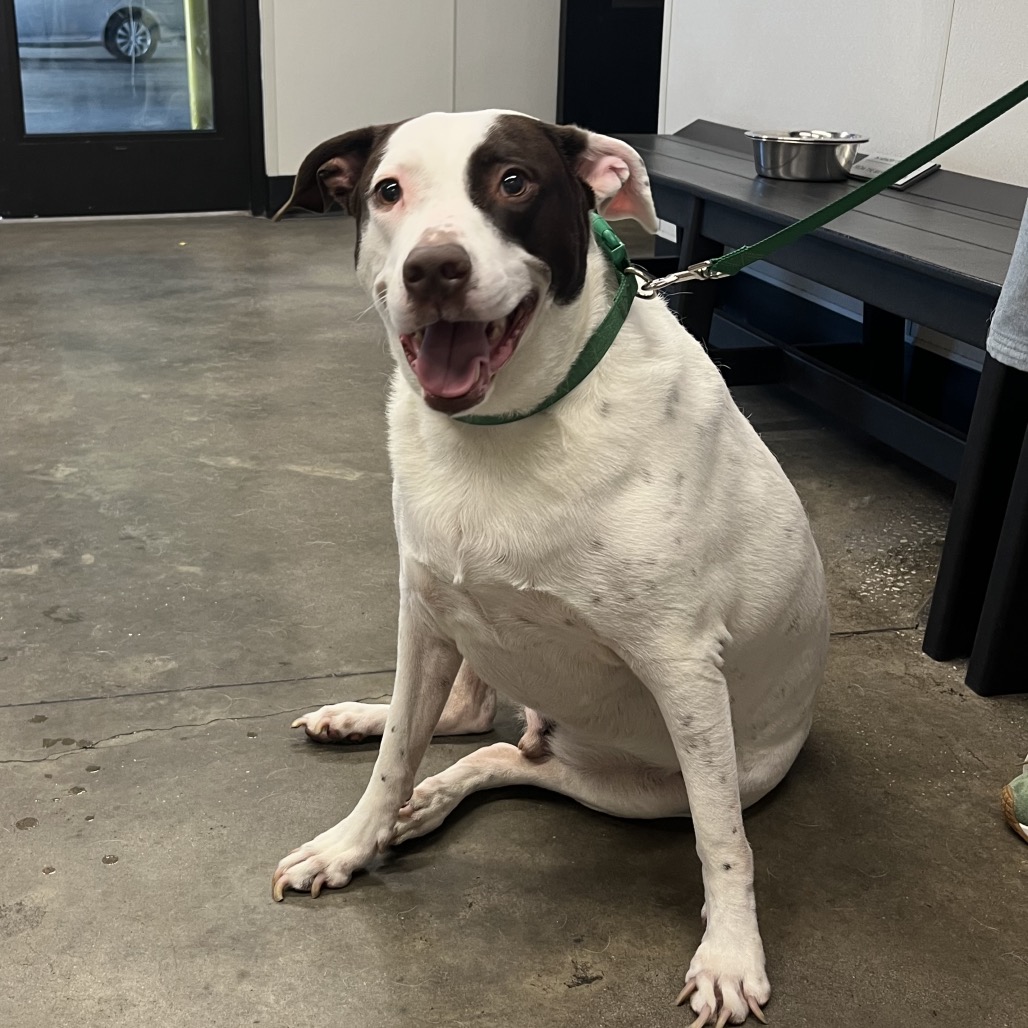 Shelter Stray Male Dog last seen , 3607 N Armenia Ave, Tampa, FL 33607, USA
