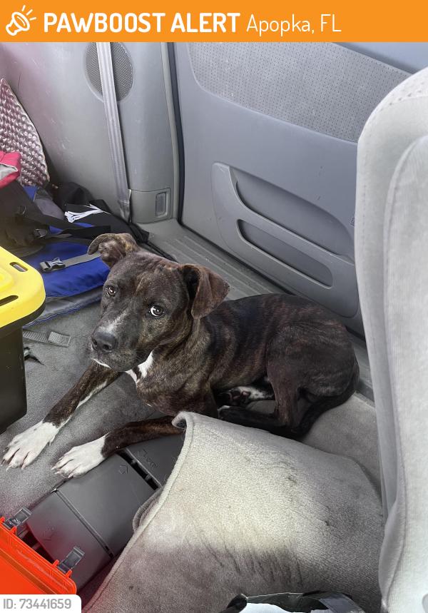 Found/Stray Male Dog last seen Camp Joy, Apopka, FL 32712