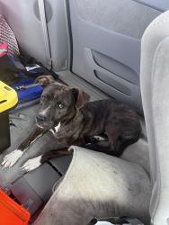 Found/Stray Male Dog last seen Camp Joy, Apopka, FL 32712