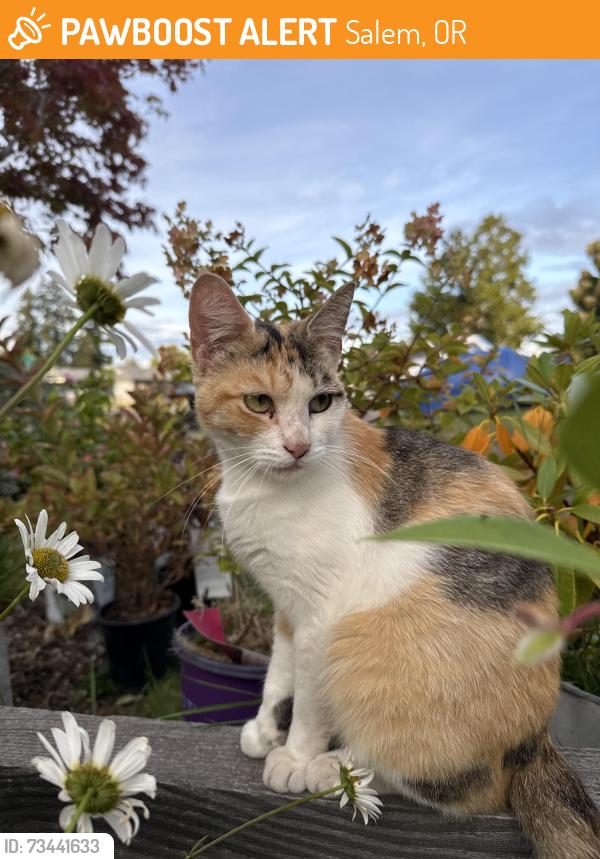 Found/Stray Female Cat last seen 47th Street, Salem, OR 97317