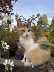 Found/Stray Female Cat last seen 47th Street, Salem, OR 97317