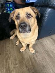 Lost Male Dog last seen Hwy 22, Stanton, AL 36790