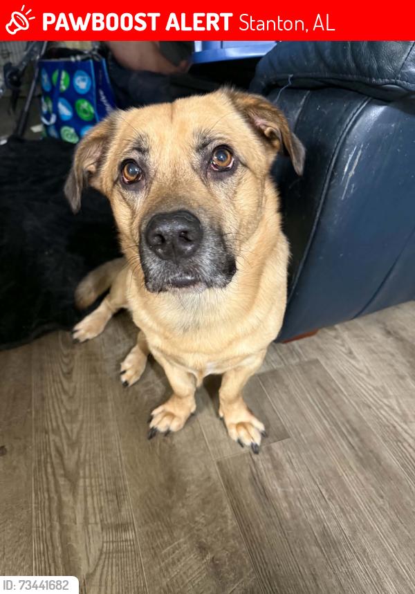Lost Male Dog last seen Hwy 22, Stanton, AL 36790
