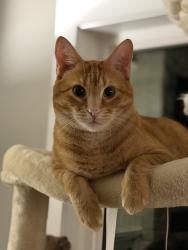 Lost Male Cat last seen Mountain Crest Rd #85, Mesa, AZ 85207
