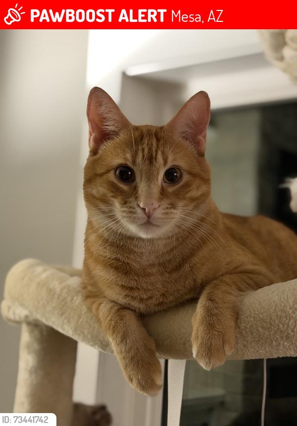 Lost Male Cat last seen Mountain Crest Rd #85, Mesa, AZ 85207