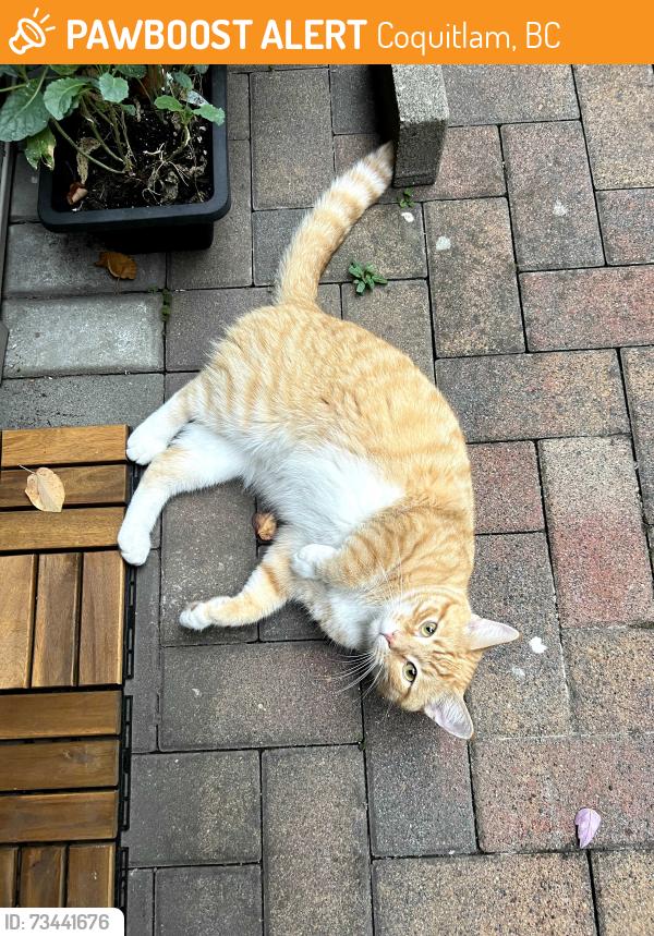 Found/Stray Male Cat last seen Rochester Avenue and Westview St, Coquitlam, BC 