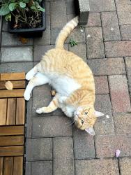 Found/Stray Male Cat last seen Rochester Avenue and Westview St, Coquitlam, BC 