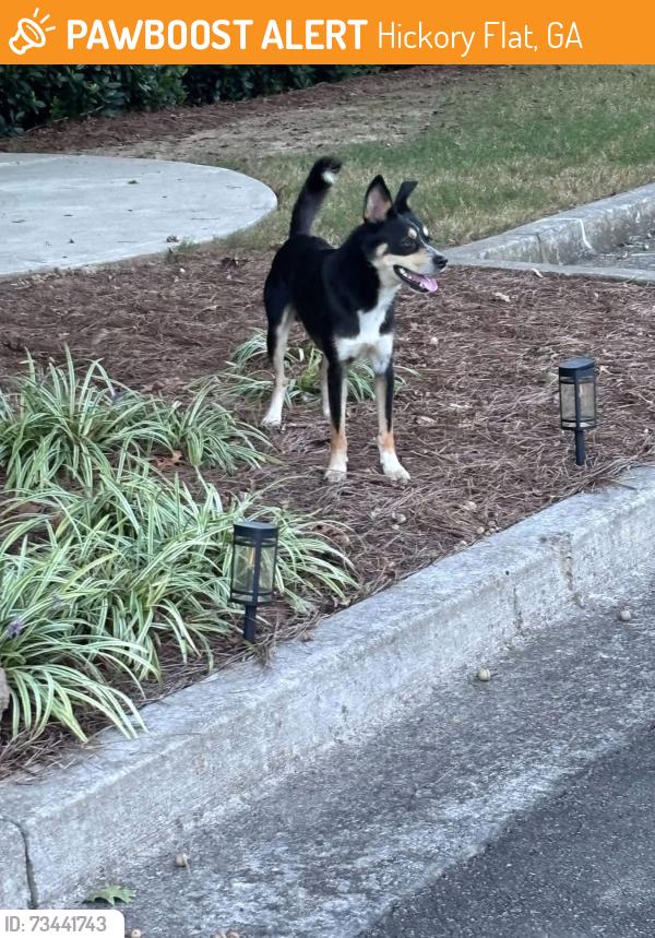 Found/Stray Male Dog last seen Hickory Run & Vaughn Rd, Hickory Flat, GA 30115