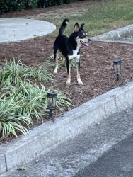 Found/Stray Male Dog last seen Hickory Run & Vaughn Rd, Hickory Flat, GA 30115
