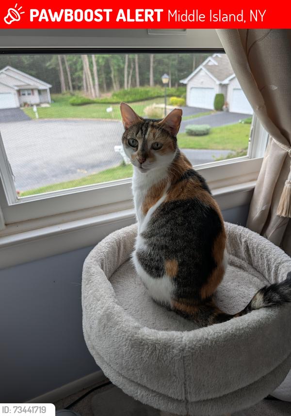Lost Female Cat last seen Strathmore on the green, Middle Island, NY 11953