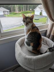 Lost Female Cat last seen Strathmore on the green, Middle Island, NY 11953