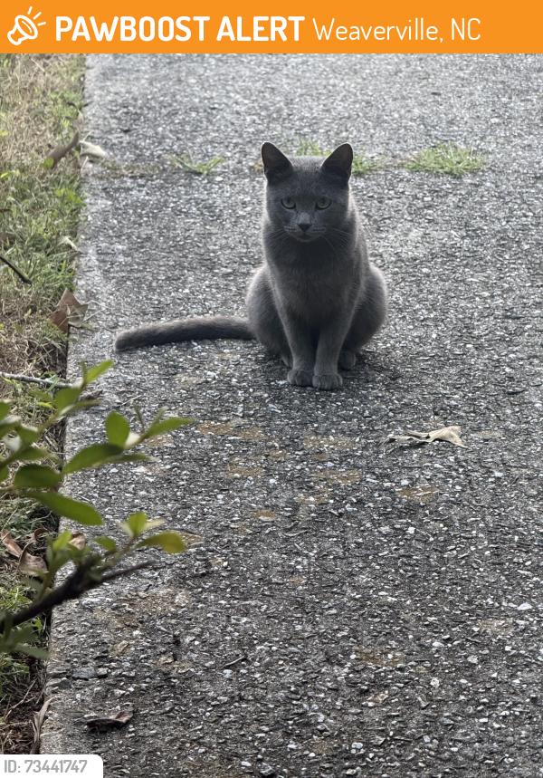 Found/Stray Unknown Cat last seen College st Weaverville, Weaverville, NC 28787