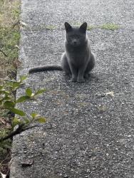Found/Stray Unknown Cat last seen College st Weaverville, Weaverville, NC 28787