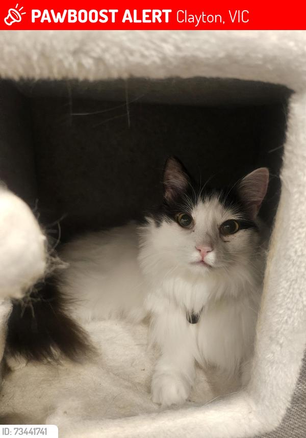 Lost Male Cat last seen Dunstan Street and Prince Charles Street, Clayton, VIC 3168