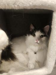 Lost Male Cat last seen Dunstan Street and Prince Charles Street, Clayton, VIC 3168