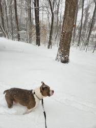 Reunited Male Dog last seen Dellinger dr, Charlotte, NC 28269